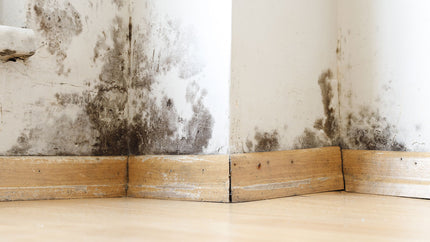 Mold Removal