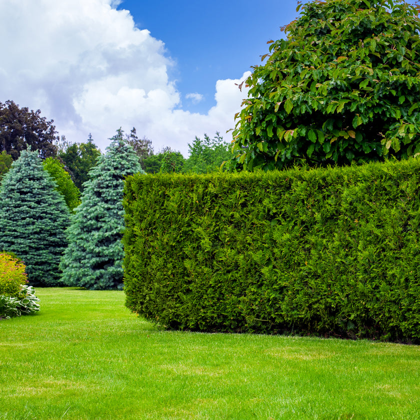 Hedge, Tree & Bed Maintenance