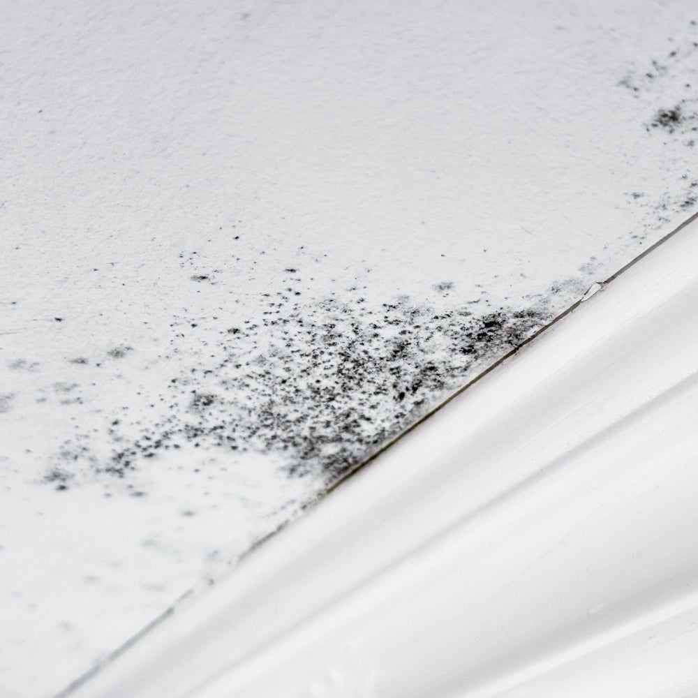 Mold Repair & Prevention Services