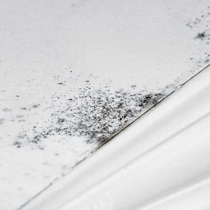 Mold Repair & Prevention Services