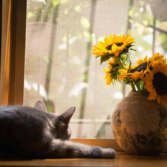 Residential Window Cleaning